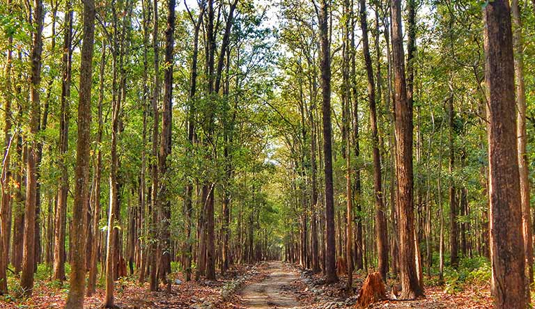 jim-corbett-park-uttarakhand-india.jpg