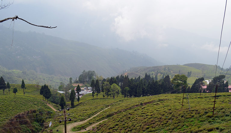happy-valley-tea-estate-darjeeling-india