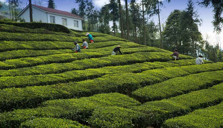tea-plantations-darjeeling-india
