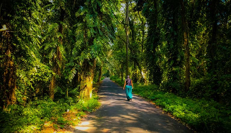 kumarakom-bird-sanctuary-kerala-india