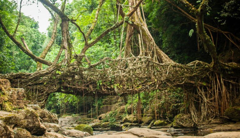 Living-Root-Bridge-Riwai-Village