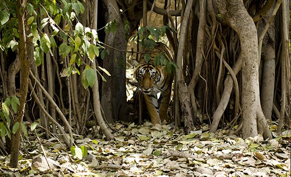 Ranthambhore Family Packages