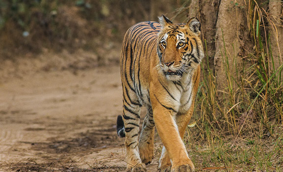 Corbett Group Tour Packages