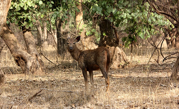 Ranthambhore Group Tour Packages