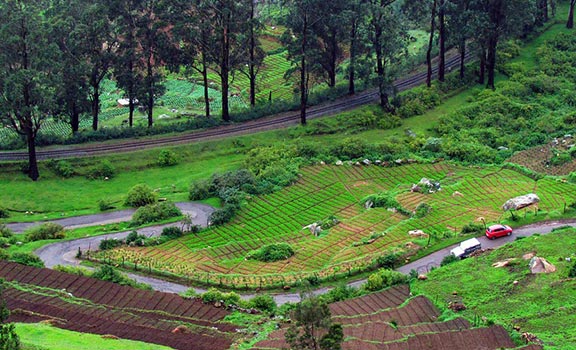 Ooty Honeymoon Packages