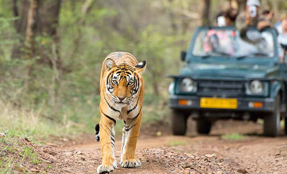 Corbett Luxury Tour Packages