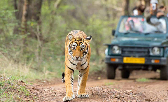 Corbett Tourism Packages