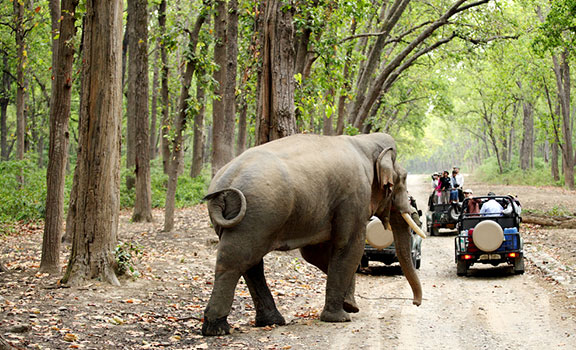 Corbett Weekend Getaway Packages